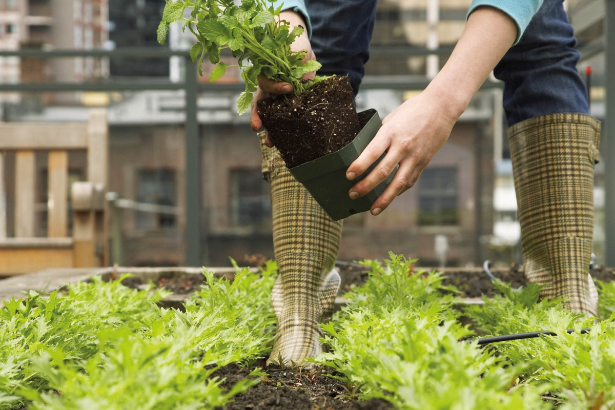 Multi Purpose Compost Premium Topsoil Supplies